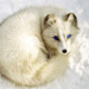 Meet your Posher, Annalese